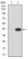 Mouse Monoclonal Antibody to PLD2